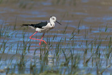 Black winged estilo in the low water