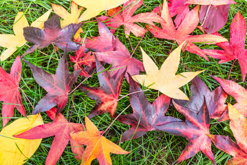Autumn maple leaves lie on the grass as background - 602854505