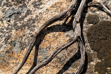 Close-up of dry root from a tree on the weathered rock