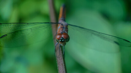 Blue Dasher or Brachydiplax Chalybea, Yellow dragonfly perching on branch with blurred background.