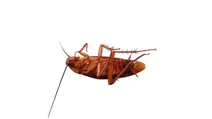 cockroach isolated on white