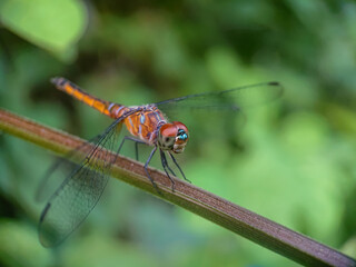 Blue Dasher or Brachydiplax Chalybea, Yellow dragonfly perching on branch with blurred background.