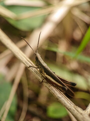 Grasshopper on a branch with blurred background. Selective focus.