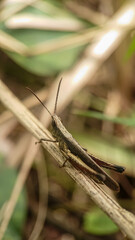 Grasshopper on a branch with blurred background. Selective focus.