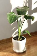 Beautiful plant with wet leaves near beige wall indoors. House decoration