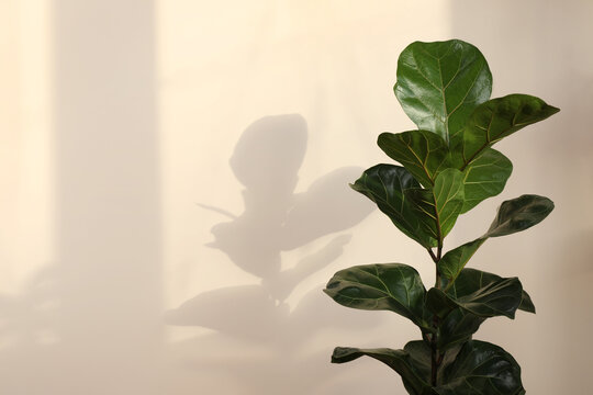 Beautiful ficus plant near beige wall indoors, space for text. House decor