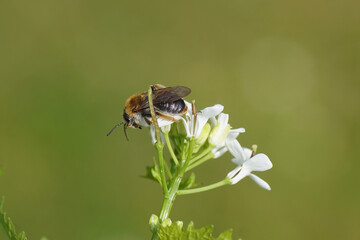 Close up female Early Mining Bee, Orange-tailed Mining Bee, Andrena haemorrhoa, family Andrenidae. On flowers of garlic mustard (Alliaria petiolata). Spring in a Dutch garden. May, Netherlands