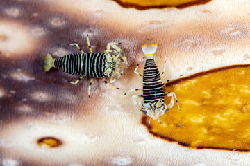 Bumblebee Shrimp -
 Gnathophyllum americanum on a sea cucumber. Underwater macro world of Tulamben, Bali, Indonesia.