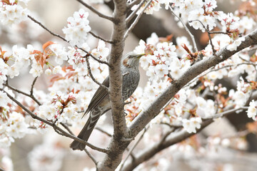 Obraz premium 桜の花と小鳥