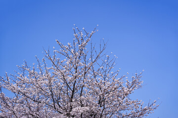 The top of cherry blossom or pink sakura flower outdoor scenery with clear blue sky springtime in Japan