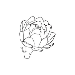 Hand drawn artichoke, a single artichoke isolated on white background