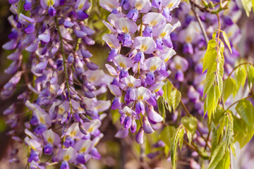 Blooming Wisteria Sinensis with scented classic purple flowersin full bloom in hanging racemes on the wind closeup. Garden with wisteria in spring.