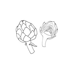 Hand-drawn artichokes, isolated vector illustration on white background, half artichoke