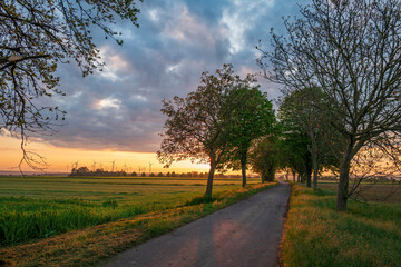 Fototapeta na wymiar little road at sunrise with trees
