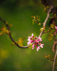 Cercis tree blossom in botanical garden