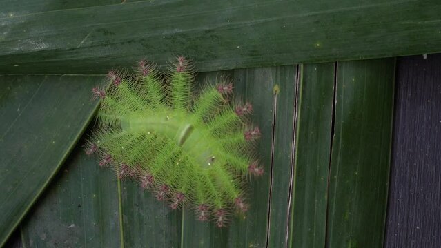 Close-up View Of Creepy Baron Gaudy Caterpillar.