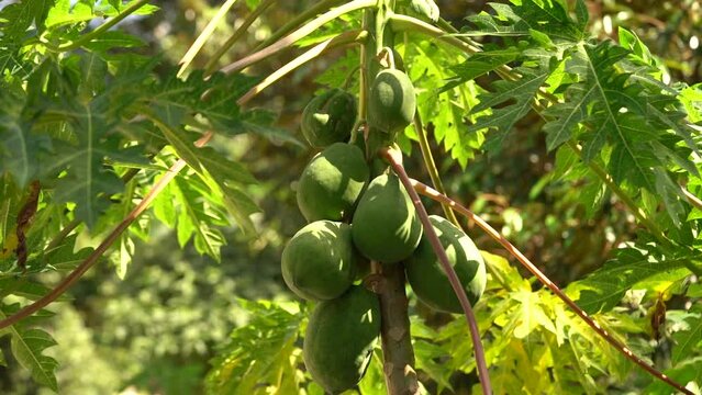 Green Papayas Growing On Tree Plantation At The Tropical Country