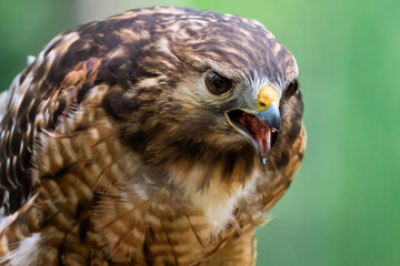 A Red-shouldered Hawk Vocalizing and Eating