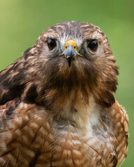 A Red-shouldered Hawk Closeup Portrait