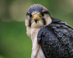 A Lanner Falcon Closeup Portrait