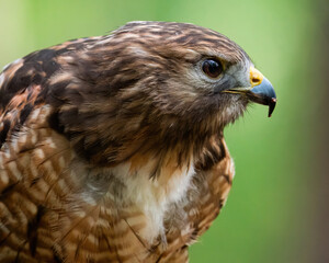 A Profile Portrait of a Red-shouldered Hawk
