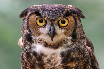 Obraz premium A Great Horned Owl Portrait