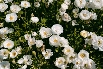 Spring flower fields in California