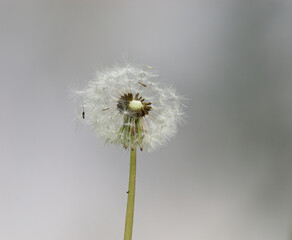 Close-up photo of a dandelion with a blurry background