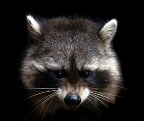 portrait of a raccoon