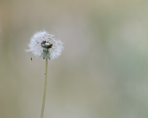 Close-up photo of a dandelion with a blurry background