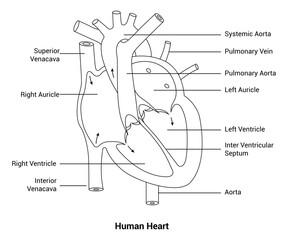 Anatomy of the Human Heart  Line Art Vector Illustration