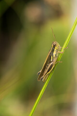 grasshopper resting on a strand of grass, in the garden of a hou