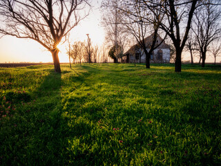Green and lush Agricultural fields at Abandoned Ranch on sunny spring sunrise
