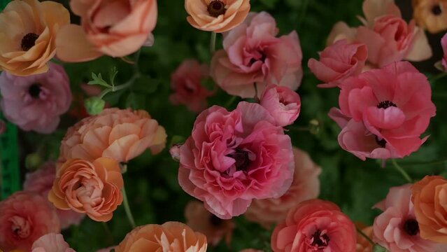 Video of pink and peach ranunculus flowers in the wind