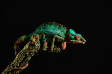 Multicolor Beautiful Chameleon closeup reptile