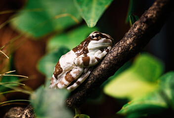 frog during spring mating season on the survace of pond