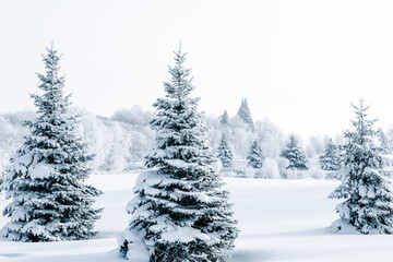 Beautiful winter scene with snow and frost covered trees.