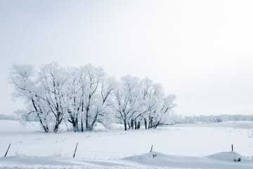 Obraz premium Beautiful winter scene with snow and frost covered trees.