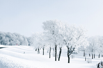 Beautiful winter scene with snow and frost covered trees.