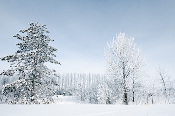 Beautiful winter scene with snow and frost covered trees.