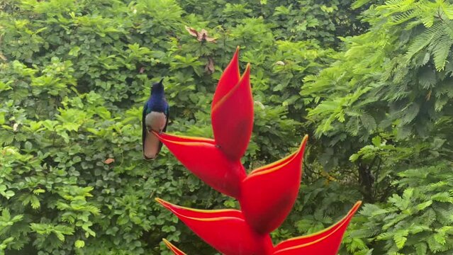 Hummingbird resting on the red flower in the rain.