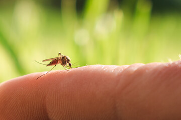 Close-up of a mosquito drinking human blood.
