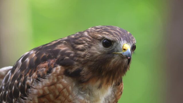 A closeup clip of a red-shouldered hawk