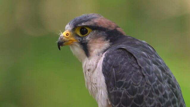 A lanner falcon closeup clip