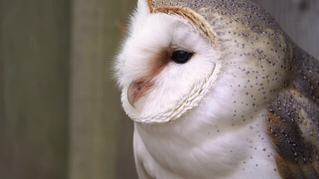 A Barn Owl Closeup Clip