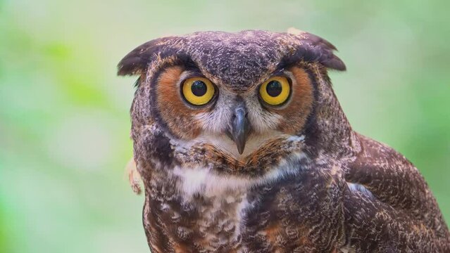 A Great Horned Owl Closeup Clip
