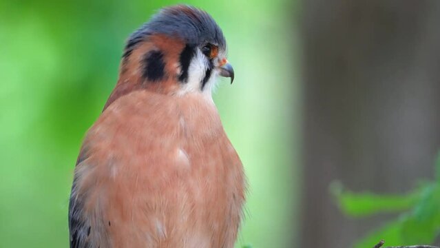 An American Kestrel Closeup Clip