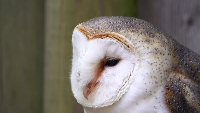 A barn owl closeup clip
