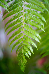Close up of Fern Leaf against blurry green background. Side lighting image of green fern.