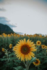 Sunflower in sunflower field in Hawai'i.